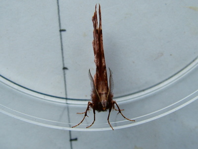 Early Thorn